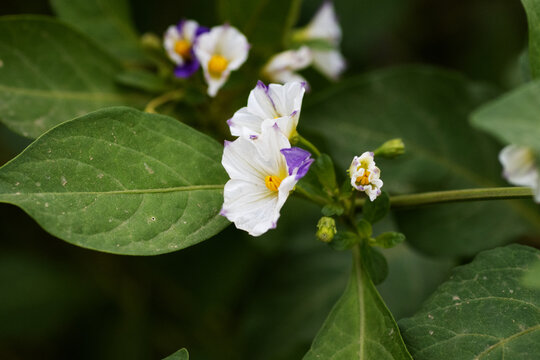 the white and blue flowers and leaves of Blue potato bush or Paraguay nightshade (Lycianthes rantonnetii)