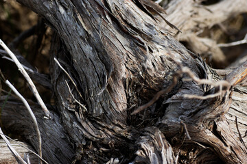 twisted and dried tree trunks on the beach and dunes
