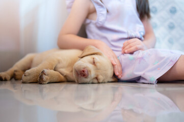 Little girl with labrador sleeping puppy