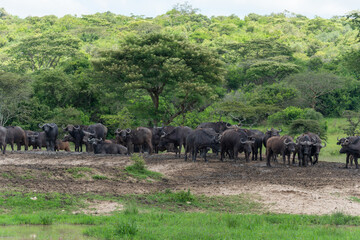 Eine Herde Büffel unter grünen Bäumen währende der Regenzeit