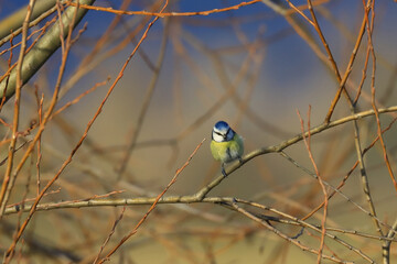 Blue tit on the branch