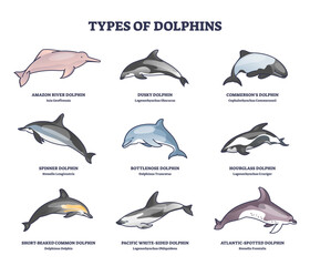 Types of dolphins and swimming mammals species outline collection diagram, transparent background. Labeled educational set with underwater life inhabitants with bottlenose.
