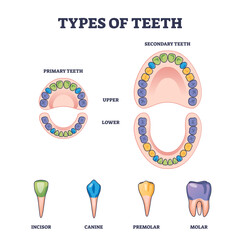 Types of teeth with primary and secondary tooth division outline diagram, transparent background. Labeled educational scheme with isolated incisor, canine, premolar and molar shapes illustration.