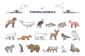 Obraz premium Tundra animals collection with natural habitat creatures type outline set, transparent background. Wildlife mammals for treeless Arctic region illustration. Typical fauna example with seals, fox.