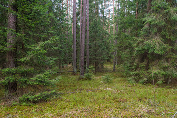 footpath in the woods