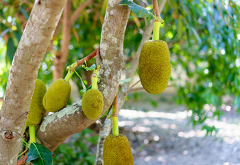 Jackfruits hanging on jackfruit tree.