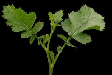fresh leaves of salad mustard with a black background