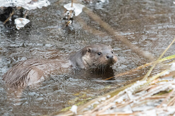 otter in a winter stream