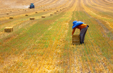 The process of collecting straw after crops are harvested