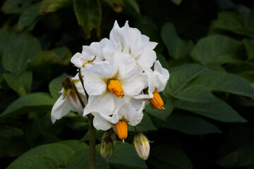 white cultivated potato flower in an English garden with allotment tools and beds in the background
