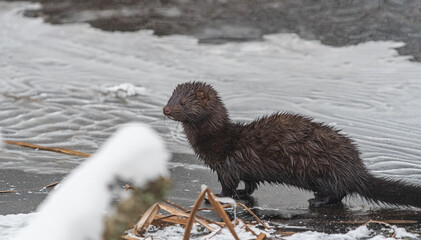 mink near a forest stream in winter