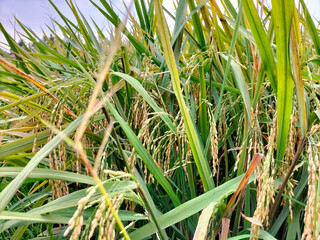 Close Up Yellow paddy fields in a rice field in a rural community in Indonesia. The paddy fields are almost harvest time and there are beautiful skies all around.
