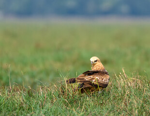 The Brahminy Kite Juveniles are a darker brownish-black Raptor.