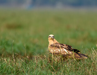 The Brahminy Kite Juveniles are a darker brownish-black Raptor.