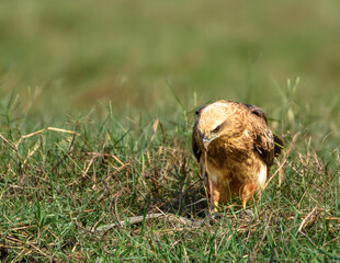 The Brahminy Kite Juveniles eating its Kill.