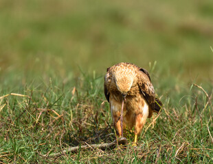 The Brahminy Kite Juveniles eating its Kill.