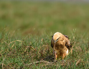 The Brahminy Kite Juveniles eating its Kill.
