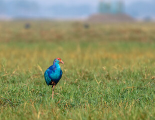 Image of A Grey-Headed Swamphen ,a species of swamphen occurring from the Middle East and the Indian subcontinent to southern China and northern Thailand. 