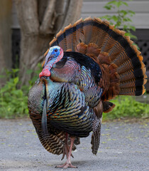 Urban wild turkey strutting down a driveway showing off it’s beautiful colours in springtime in...