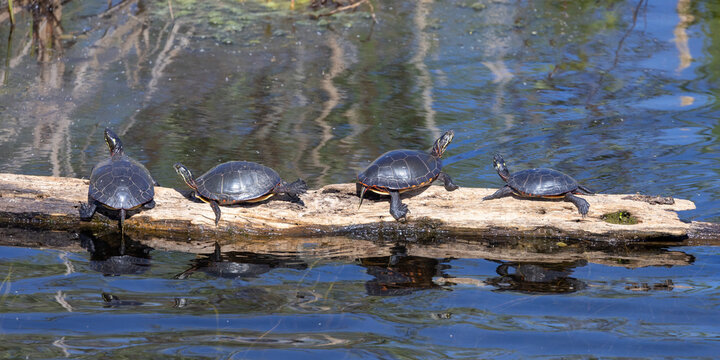 Painted turtle resting on a log in the sunshine in Ottawa, Canada