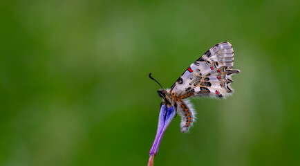 scalloped butterfly on plant, Zerynthia cerisyi