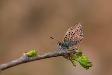 tiny dotted butterfly on a dry tree, Akbes hairstreak, Tomares nesimachus