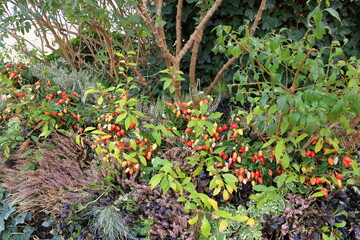 Fototapeta na wymiar cute ornamental pepper in vegetable garden (Capsicum annuum)
