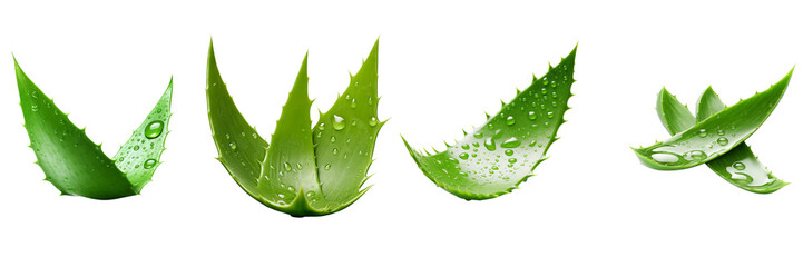 Set of Aloe Vera isolated on a transparent background
