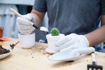 man plant baby cactus in small white pot