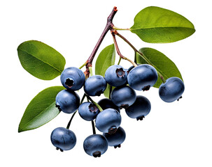 Branch of delicious ripe blueberries, cut out - obrazy, fototapety, plakaty
