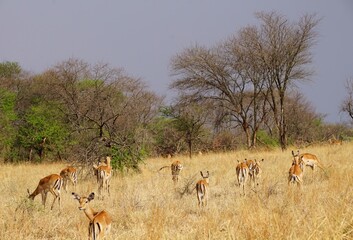 african wildlife, impalas