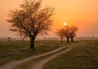 Naklejka premium Tranquil rural scene with trees along a dirt road and the setting sun in the field