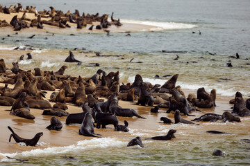 Seal colony from Namibia, Africa