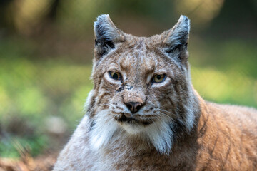 Luchs