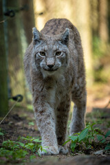 Luchs