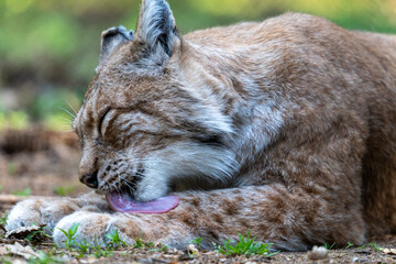 Luchs