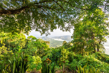 Close-up wallpaper view of nature (mountains, rivers, mangroves), the blurring of the wind blowing through the leaves, the beauty of the ecosystem while traveling