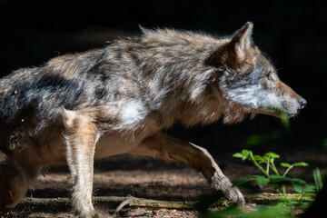 Fototapeta premium Wolf