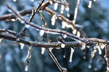 Ice covered tree branches on grey background, icicles shining in sunlight. Frosty winter garden, cold weather, frozen nature.