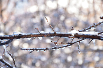 Ice covered tree branch on shiny sunlight bokeh background. Frosty winter day, cold weather, sunshine, white snow, frozen nature.