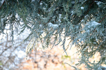 Blue thuja tree covered with snow and ice. Coniferous tree branch on shiny sunlight background....
