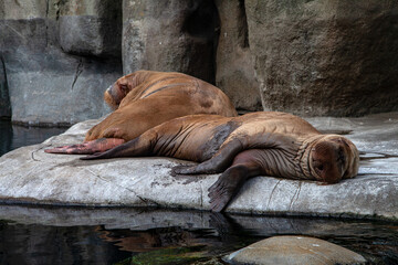 Walrus pair sleeping in the Sun