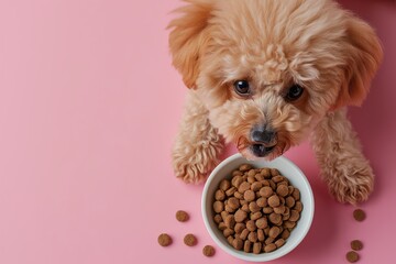 Top view photo of cute brown dog feeding on bowl of dog food on pink background with space for text