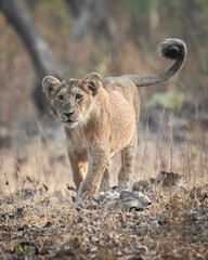 Wildlife Photography Expedition