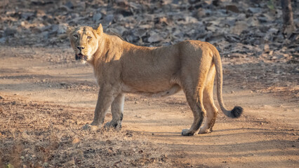 Wildlife Photography Expedition