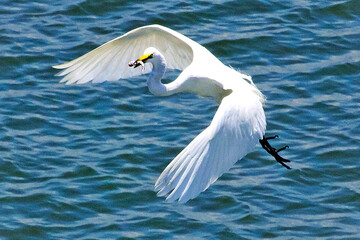 heron in flight