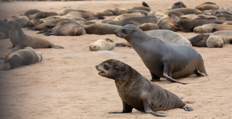 Naklejka premium A Cape fur seal pup searches for its mother in one of the largest colonies of its kind along the Skeleton Coast of Namibia.
