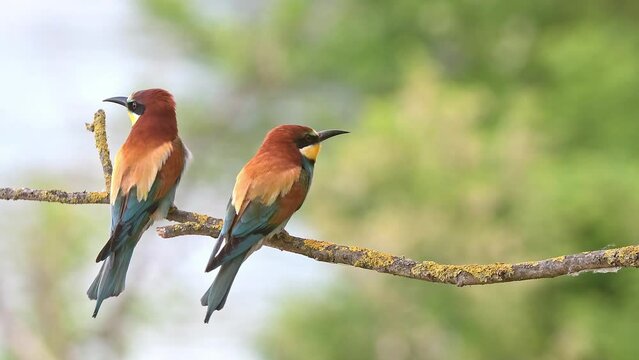 The courtship, European bee eaters in the breeding season (Merops apiaster)