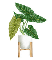 Watercolor philodendron potted house plant illustration. Hand drawn Philodendron Maximum © BarvArt