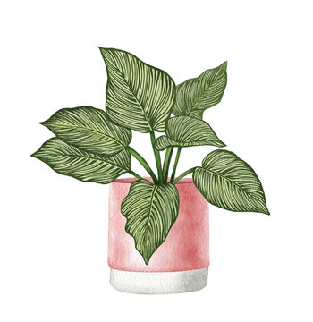 Watercolor philodendron potted house plant illustration. Hand drawn Philodendron Birkin